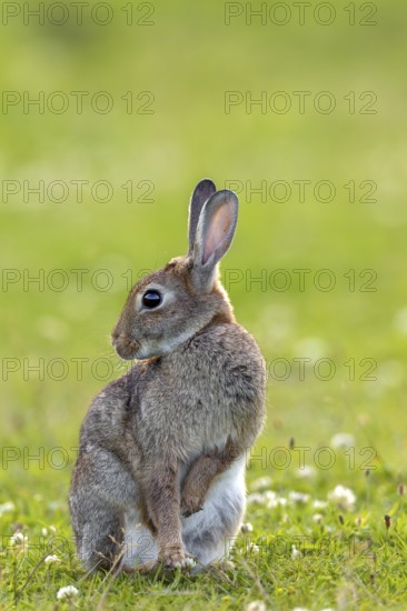 A wild rabbit (Oryctolagus cuniculus) grooming its fur, Germany