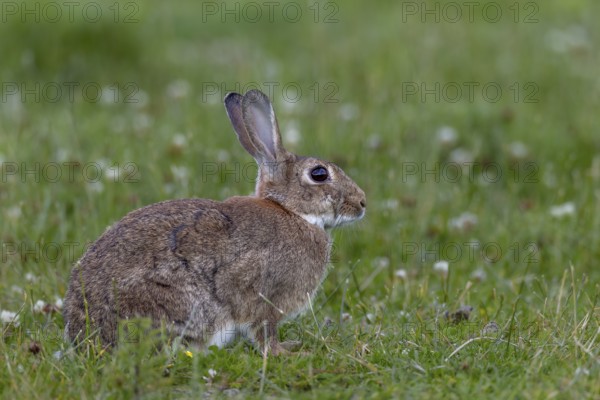 An adult wild rabbit (Oryctolagus cuniculus) in a meadow in the early evening, Germany