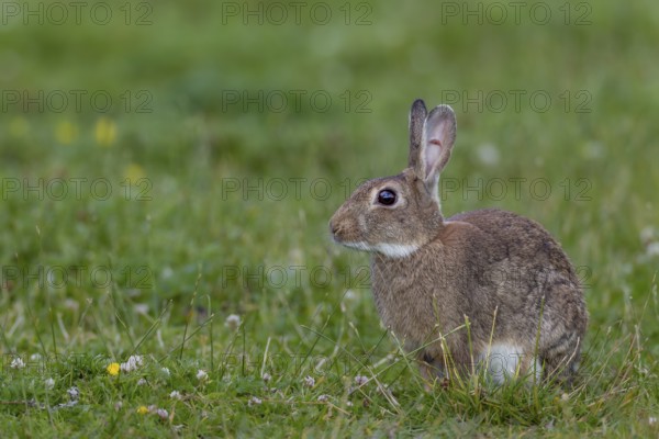 This wild rabbit (Oryctolagus cuniculus) buck has a well-healed ear injury, Germany