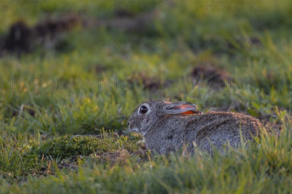 Similar to a field hare, wild rabbits (Oryctolagus cuniculus) press themselves to the ground in case of danger, relying on their camouflage, Germany