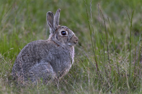 In the evening, an adult wild rabbit (Oryctolagus cuniculus) appears on the moor meadow, Germany
