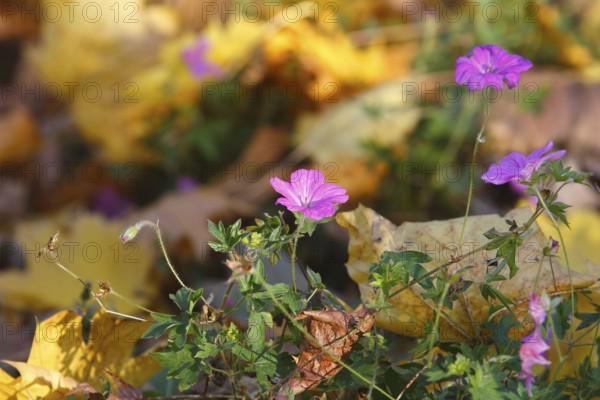 Flowering cranesbill (Geranium), in autumn foliage, North Rhine-Westphalia, Germany
