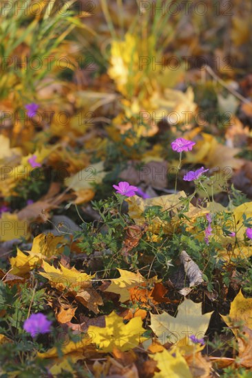 Flowering cranesbill (Geranium), in autumn foliage, North Rhine-Westphalia, Germany