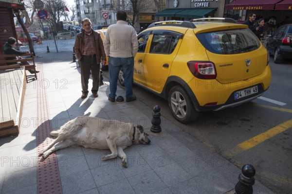 Istanbul, Turkey. February 9th 2016 The Fat and Lazy Street Dogs of Istanbul, Turkey