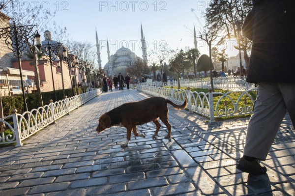 Istanbul, Turkey – February 03, 2016 The fat and lazy Street Dogs of Istanbul, Turkey