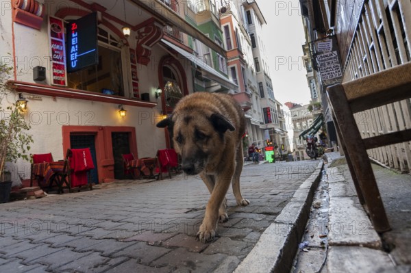 Istanbul, Turkey. February 3rd 2016 One of the thousands of Istanbul stray dogs prowling a side street near Taksim square, Istanbul, Turkey
