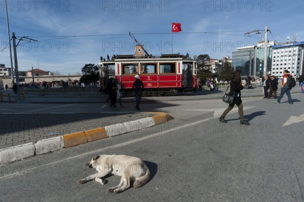 Istanbul, Turkey. February 3rd 2016 A lazy Istanbul street dog sleeping in the road at Taksim Square, Turkey