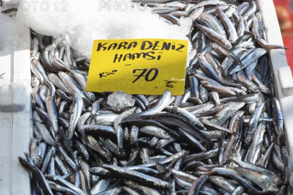 A sign advertising Black Sea Hamsi a type of Anchovy fish, for seventy Turkish Lira a kilo, prices fluctuate according to availability during an economic crisis in Turkey