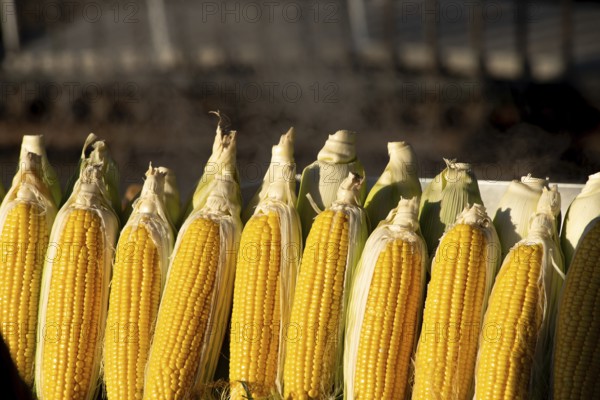 Istanbul, Turkey. November 28th 2020 Turkish Misir, Sweet corn on the cob for sale at a street vendor, Istanbul, Turkey