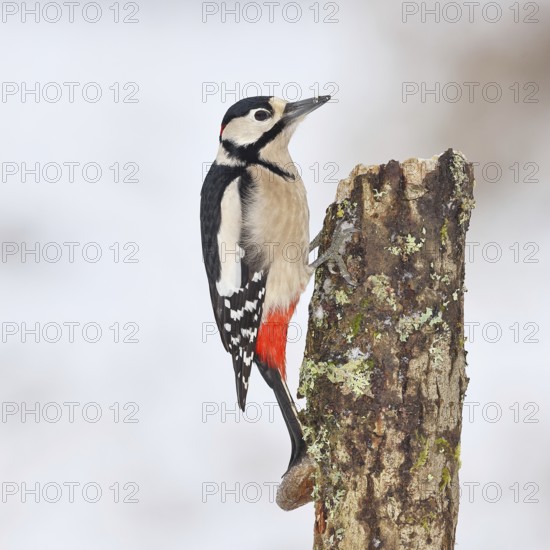 Great spotted woodpecker (Dendrocopos major), male, foraging in winter on a tree stump covered with moss and lichen in the forest, Wilnsdorf, North Rhine-Westphalia, Germany