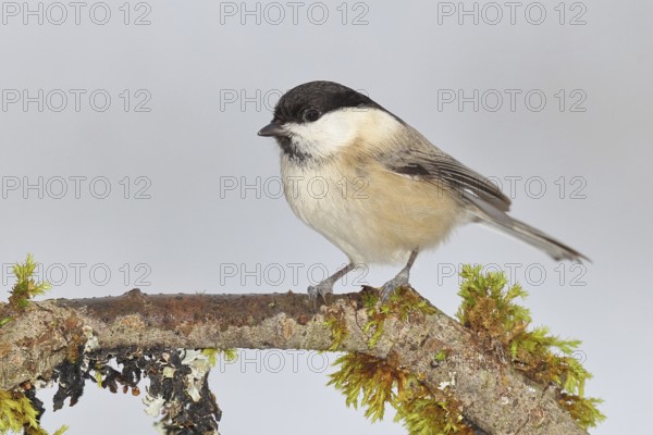 Willow Tit (Parus montanus), Willow Tit (Parus montanus) sitting on a branch overgrown with moss, Wildlife, Animals, Birds, Wilnsdorf, North Rhine-Westphalia, Germany
