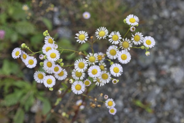 Annual ragweed (Erigeron annuus), by the wayside in a field, Wilnsdorf, North Rhine-Westphalia, Germany