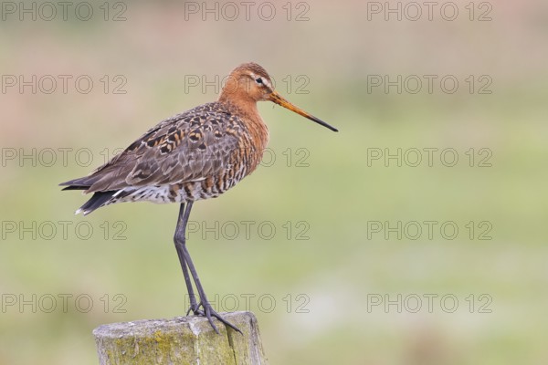 Black-tailed godwit (limosa limosa), on a perch, on a fence post, snipe birds, wildlife, nature photography, wet meadow, Ochsenmoor, Lake Dümmer, Lembruch, Lower Saxony, Germany