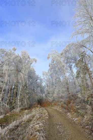 Forest trail with trees and shrubs on the side covered with hoarfrost, winter, Wilnsdorf, North Rhine-Westphalia, Germany