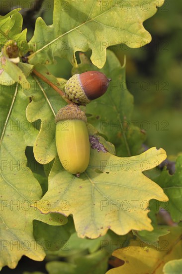 Acorns and leaves of the English oak (Quercus robur), autumn, Wilnsdorf, North Rhine-Westphalia, Germany