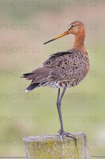 Black-tailed godwit (limosa limosa), on a perch, on a fence post, snipe birds, wildlife, nature photography, wet meadow, Ochsenmoor, Lake Dümmer, Lembruch, Lower Saxony, Germany