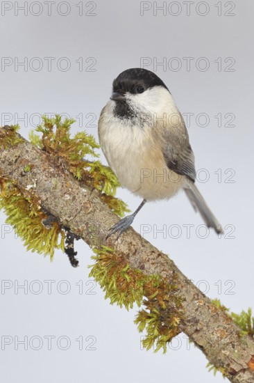 Willow Tit (Parus montanus), Willow Tit (Parus montanus) sitting on a branch overgrown with moss, Wildlife, Animals, Birds, Wilnsdorf, North Rhine-Westphalia, Germany