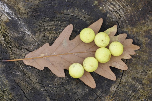 Common oak gall wasp (Cynips quercusfolii) on a leaf of an English oak, Wilnsdorf, North Rhine-Westphalia, Germany