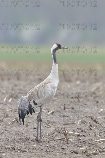 Crane (Grus grus), standing on a field, wildlife, nature photography, wet meadow, Ochsenmoor, Lake Dümmer, Lembruch, Lower Saxony, Germany