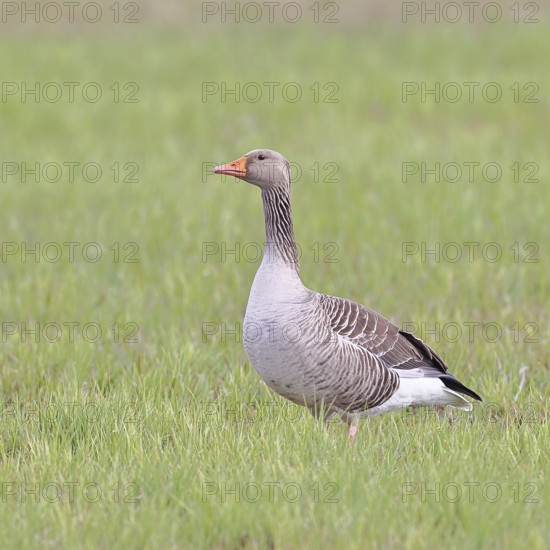 Grey goose (Anser anser) on a moor, Dümmer, Lake Dümmer, Ochsenmoor, Hüde, Lower Saxony, Germany