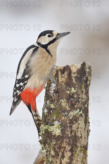 Great spotted woodpecker (Dendrocopos major), male, foraging in winter on a tree stump covered with moss and lichen in the forest, Wilnsdorf, North Rhine-Westphalia, Germany