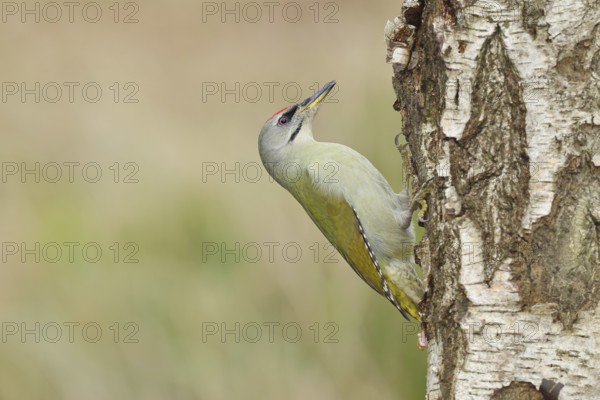 Grey-headed Woodpecker (Picus canus), female sitting on the trunk of a grey birch (Betula populifolia) to forage, Wildlife, Woodpeckers, Birds, Nature photography, Wilnsdorf, North Rhine-Westphalia, Germany