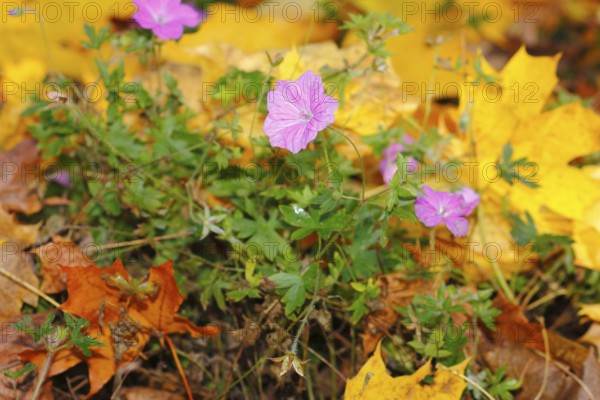 Flowering cranesbill (Geranium), in autumn foliage, North Rhine-Westphalia, Germany