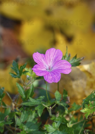 Flowering cranesbill (Geranium), in autumn foliage, North Rhine-Westphalia, Germany