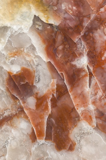 A detailed macro photograph of fossilized dinosaur feces (coprolite), showcasing its layered texture, mineralized composition, and natural reddish-brown and white tones, preserved over millennia