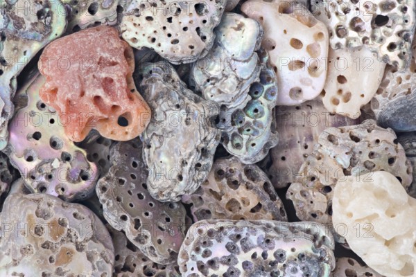 A detailed macro shot of abalone shell fragments in various shapes and sizes, showcasing their vibrant iridescent hues, natural holes, and intricate patterns