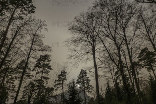 A hazy forest scene in Switzerland, dimmed under the effects of a Saharan sand storm, with tall trees silhouetted against a murky sky