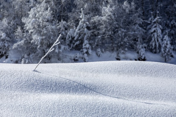 A delicate branch protrudes through a pristine snow blanket, casting a long, gentle shadow in Georgia The sun illuminates the snowy landscape against a backdrop of frosted trees
