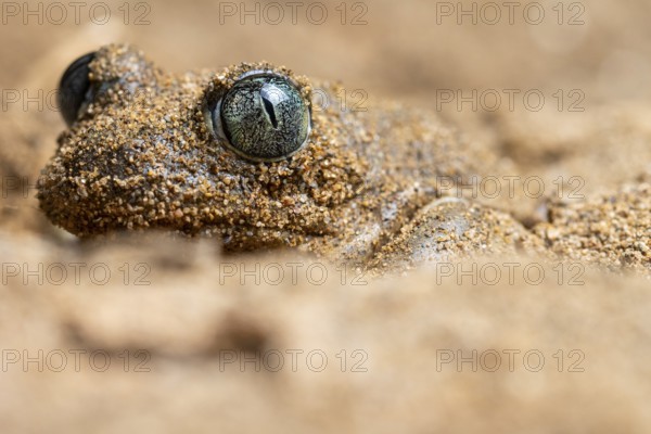 A close-up image of a common spadefoot toad, Pelobates cultripes, camouflaged in sandy surroundings The textured skin and distinct eyes are visible