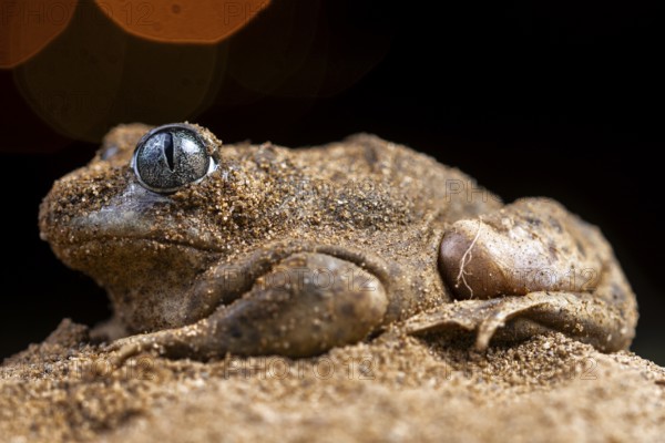 A close-up of the common spadefoot toad, Pelobates cultripes, expertly camouflaged in its sandy environment, showcasing its textured skin and unique eyes