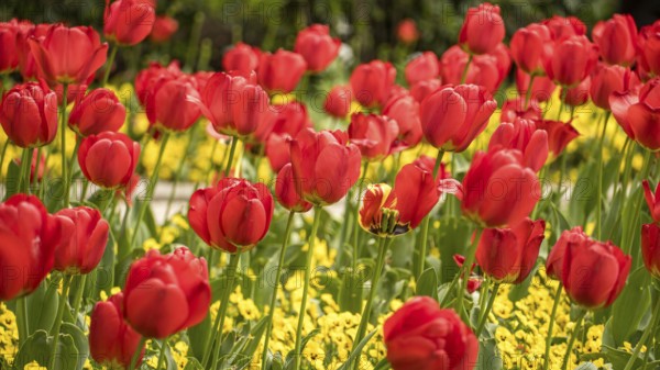A picturesque view of vivid red tulips in full bloom, surrounded by a sea of yellow flowers in spring. The bright colors and lush greenery create a stunning garden scene