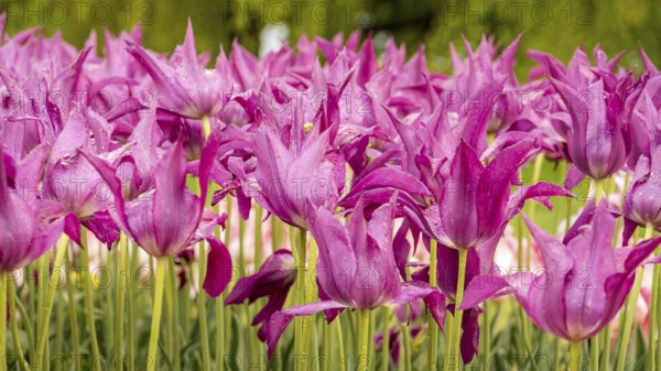 A vivid collection of chinese pink tulips adorned with glistening water droplets under natural light, showcasing their delicate petals in a vibrant spring setting