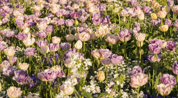 A scenic field bursting with tulips estella rijnveld in full bloom, illuminated by warm sunlight. The vibrant colors and lush greenery create a serene floral landscape