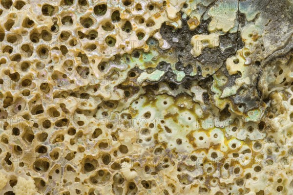 Macro view of the textured surface of an abalone shell, showcasing intricate natural patterns, perforations, and iridescent colors A fascinating display of marine beauty and detail