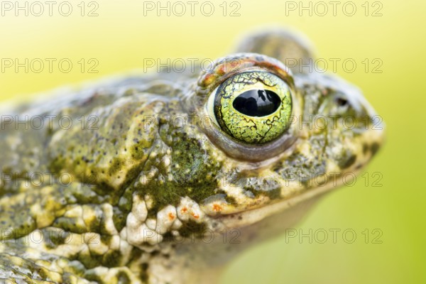 A detailed close-up of a natterjack toad, Epidalea calamita, showcasing its distinct, vibrant eye texture and skin patterns, capturing the essence of this unique amphibian