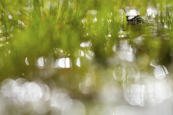 A natterjack toad, Epidalea calamita, is seen partially submerged in a pond, surrounded by vibrant green vegetation and glistening reflections in the water