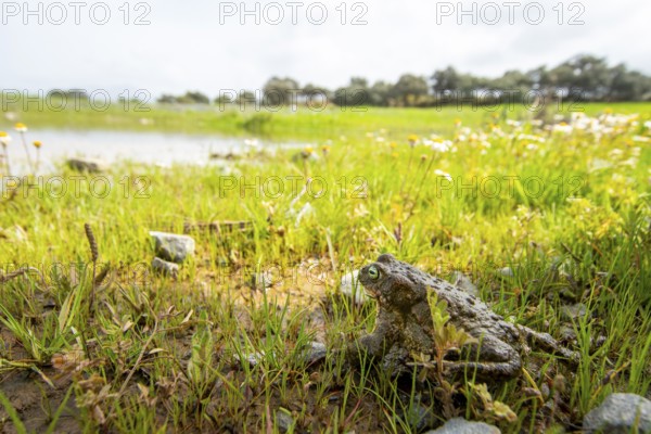 A natterjack toad, Epidalea calamita, sits in a vibrant, grassy landscape near a small pond The scene captures the toad's natural environment and rich biodiversity