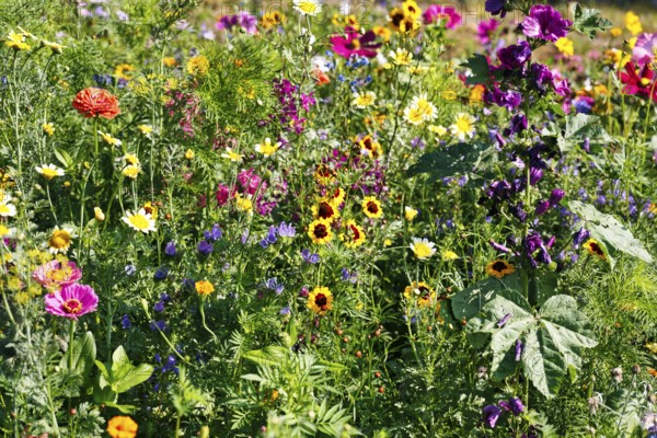 Ornamental basket (Cosmea), girl's eyes (Coreopsis tinctoria), oriental poppy (Papaver orientale), sea of flowers, colourful wildflower meadow in summer, biodiversity, nature garden, Höxter, Germany