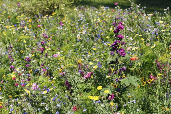 Mauritanian mallow (Algiers mallow), cosmea, sea of flowers, colourful wildflower meadow in summer, biodiversity, nature garden, Höxter, Germany