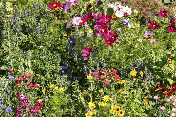 Linum grandiflorum (Linum grandiflorum), Dwarf Morning Glory (Convolvulus tricolor), Cosmos bipinnatus, sea of flowers, wildflower meadow in summer, cottage garden, Höxter, Germany