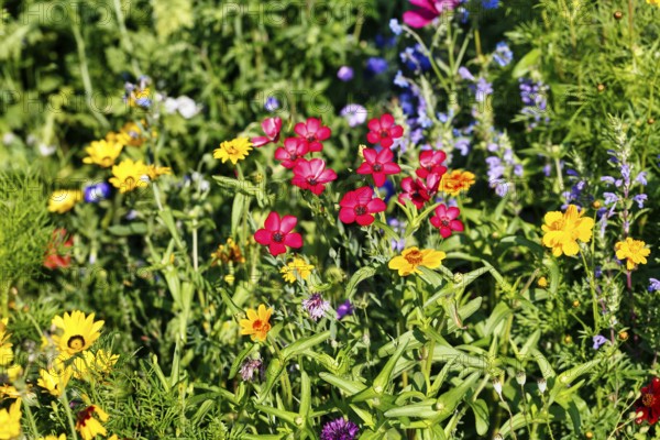 Linum grandiflorum (Linum grandiflorum), wildflower meadow in summer, cottage garden, Höxter, Germany
