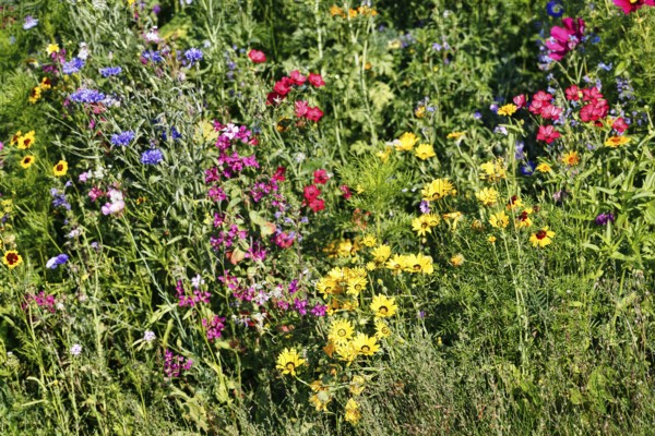 Girl's eye (Coreopsis), fair face, cornflower (Centaurea cyanus), scarlet flax (Linum grandiflorum), wildflower meadow in summer, biodiversity, nature garden, Höxter, Germany
