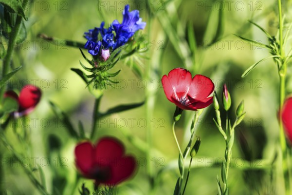 Linum grandiflorum, Viper's bugloss (Echium vulgare), striking wildflowers, close-up, colourful wildflower meadow in summer, biodiversity, red flowers, nature garden, Höxter, Germany