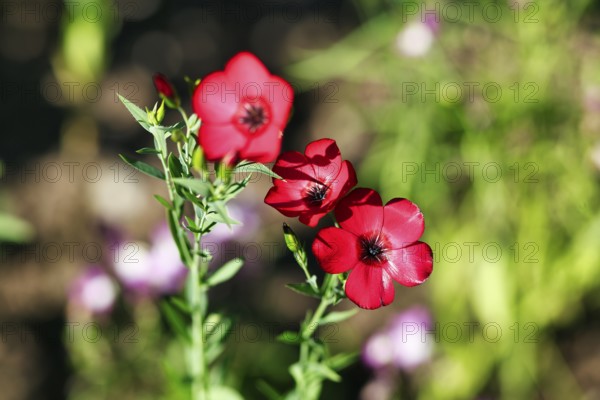 Linum grandiflorum (Linum grandiflorum), close-up, nature garden, Höxter, Germany