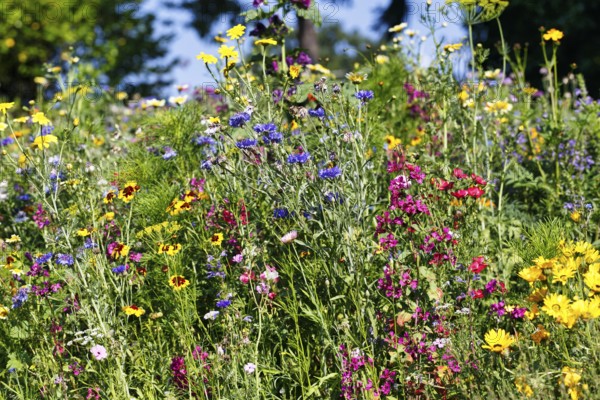 Cornflower (Centaurea cyanus), maiden's eye (Coreopsis), colourful wildflower meadow in summer, biodiversity, nature garden, Höxter, Germany