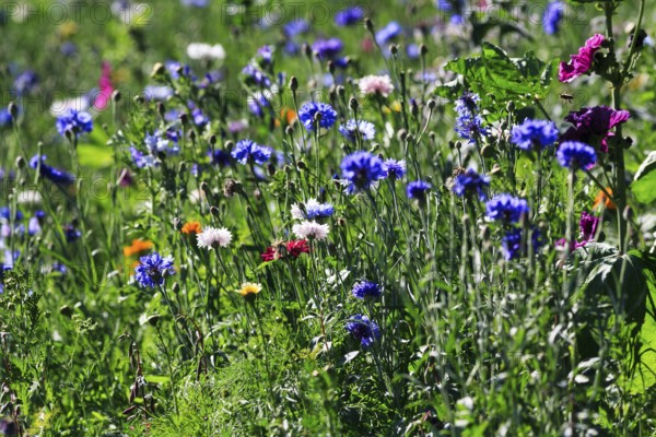 Summer wildflower meadow, multi-coloured cornflowers (Centaurea cyanus), blue, pink, white, wild plants, natural flowering strip, biodiversity, carpet of flowers, natural garden, Höxter, Germany